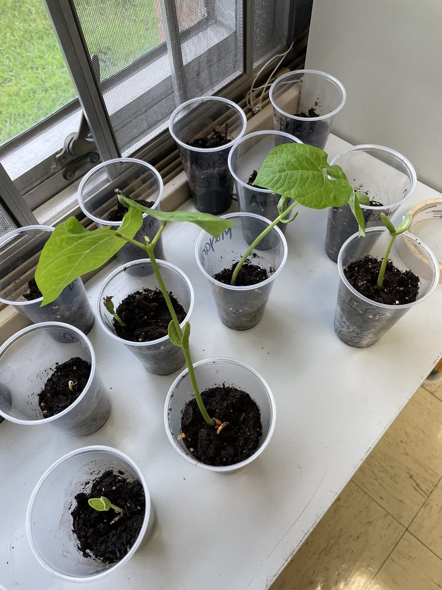 Mrs. McCall and Mrs. Linkletter’s plants are sprouting!!!  So exciting!