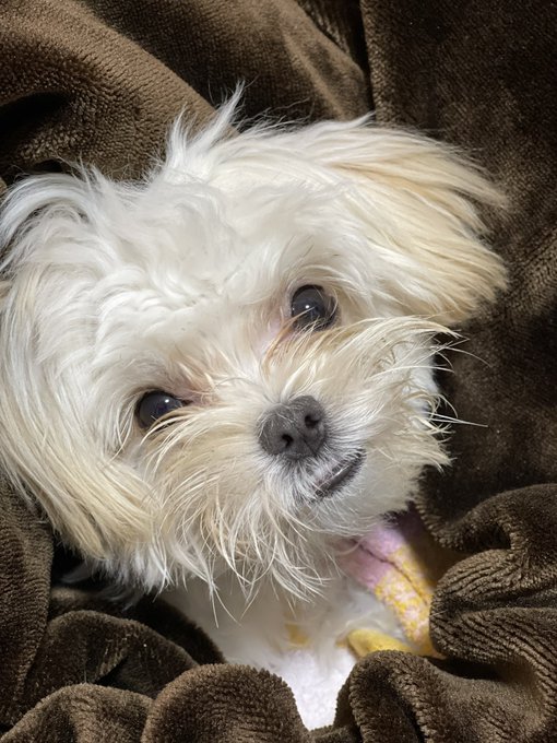 マルチーズのtwitterイラスト検索結果 古い順