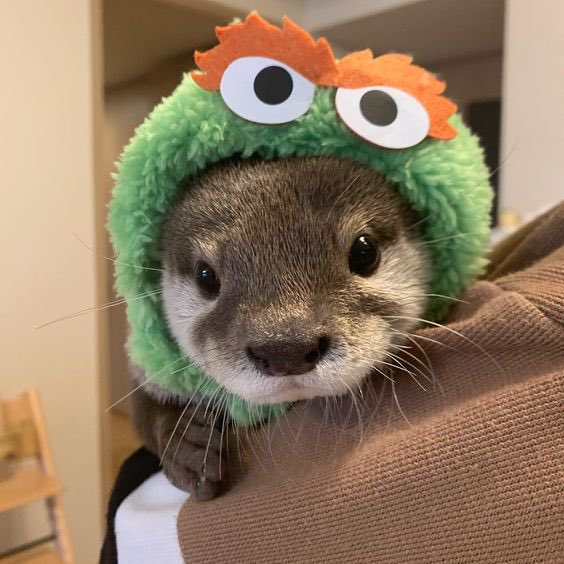 nellzluv's tweet photo. i just think that otters wearing hats https://t.co/8x9rs7sMMv