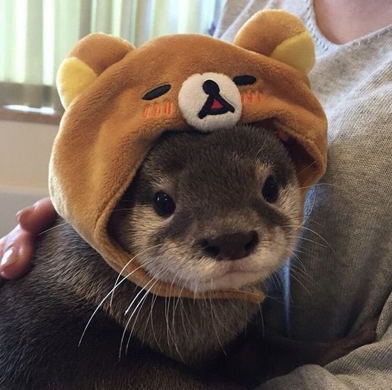 nellzluv's tweet photo. i just think that otters wearing hats https://t.co/8x9rs7sMMv