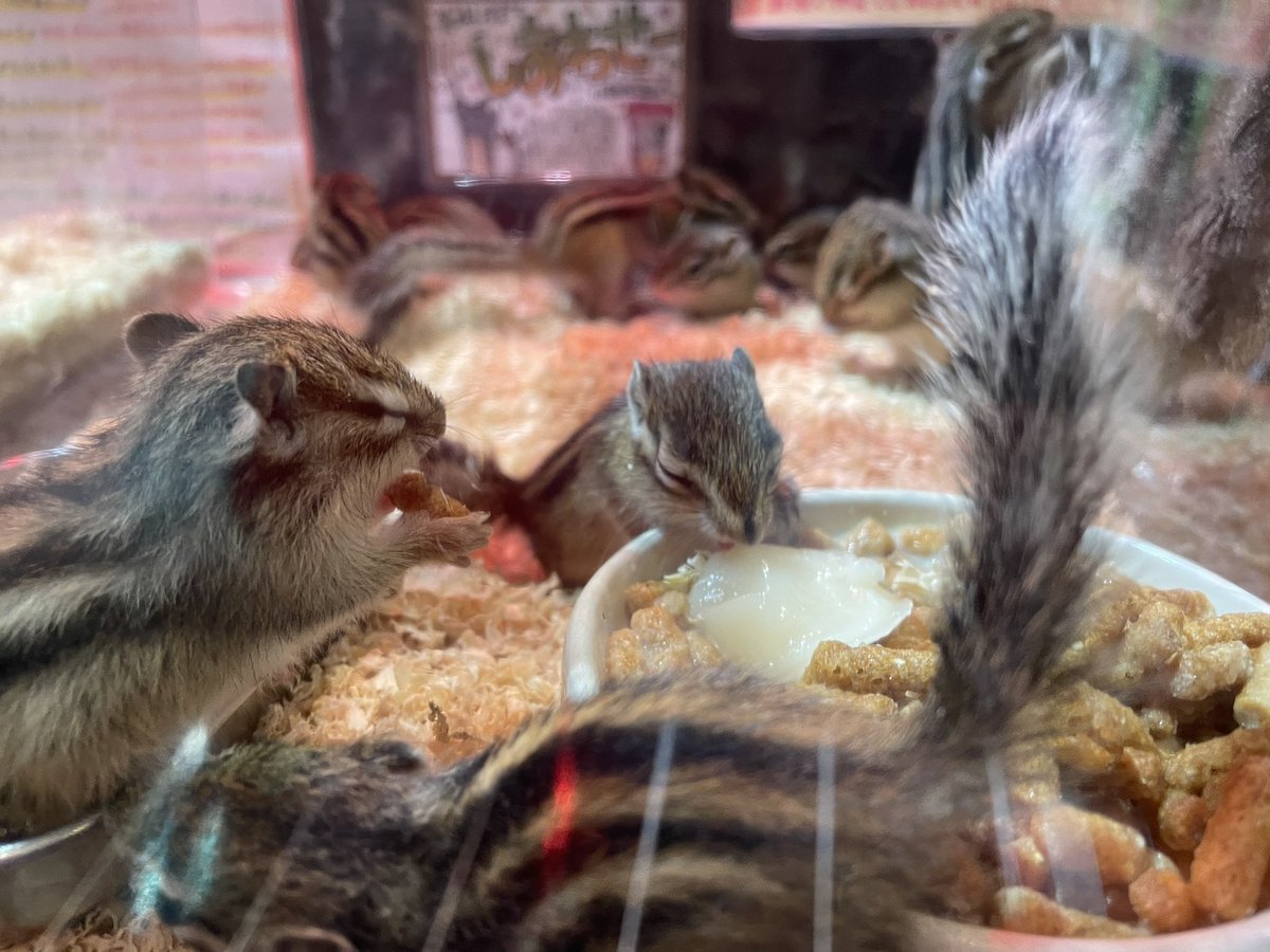 シマリス販売21