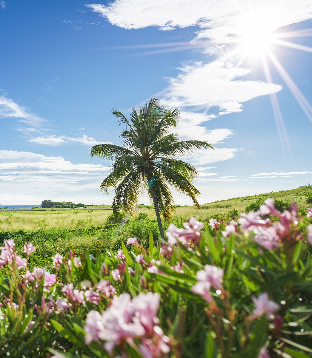 Perfect weather for a picnic in the Spice Island. Come to Pure Grenada where its summer year-round and see for yourself why Grenada Rocks.

#GrenadaRocks #PureGrenada #Grenada #GrenadaDreaming