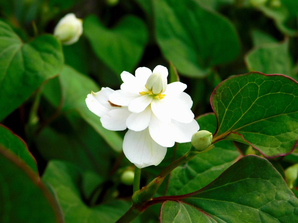 八重咲きドクダミ 八重咲きドクダミ