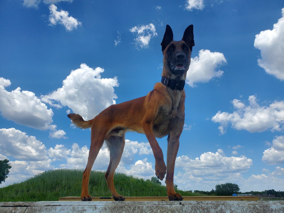 AltoonaPD_K9_IA's tweet photo. K9 Duke took a break from obedience training for a quick ๐ทpic! We're kinda partial, but @APDK9DUKE is one good lookin' dog!๐พ #altoonapd #altoonapdk9 #k9duke @AltoonaPD_Iowa https://t.co/e8ng6G7HTA