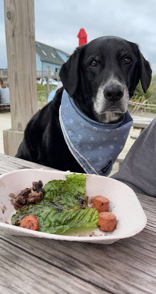 Businesslife365's tweet photo. They enjoyed #lazyturtle @ #OakIsland https://t.co/Cf5AduLvhD