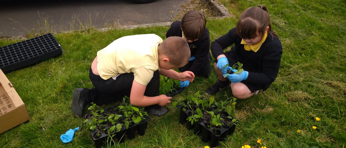EadhaAspen's tweet image. Another 1000 mini #aspen plugs potted up by lots of wee green fingers @eacLittlemillPS and @EccLogan destined eventually for reforesting of opencast mines supported by Coalfield Communities Landscape Partnership #CCLP #WorldEnvironmentDay2021