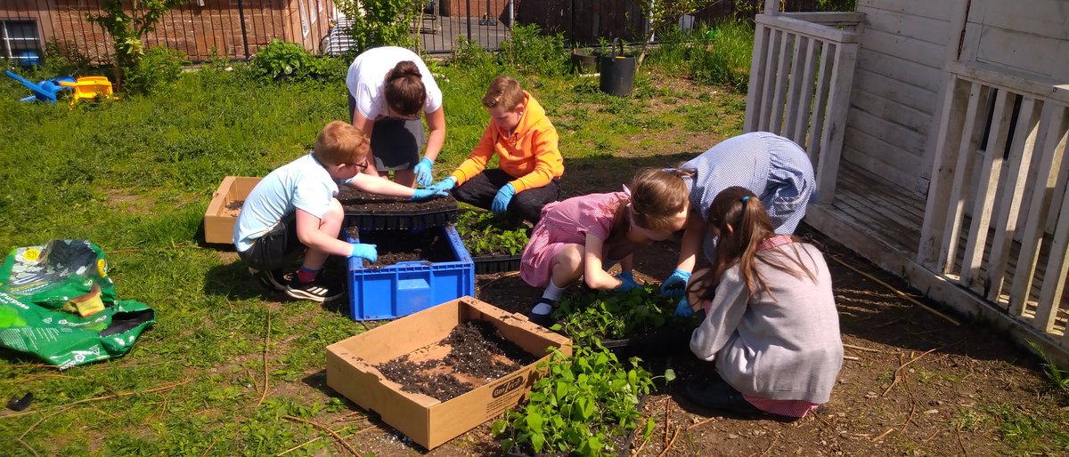 EadhaAspen's tweet image. Another 1000 mini #aspen plugs potted up by lots of wee green fingers @eacLittlemillPS and @EccLogan destined eventually for reforesting of opencast mines supported by Coalfield Communities Landscape Partnership #CCLP #WorldEnvironmentDay2021