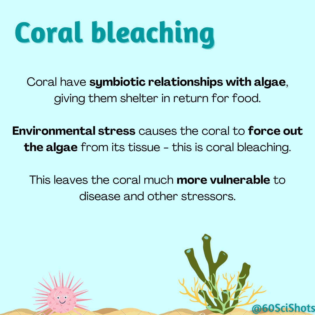 60SciShots's tweet photo. It's the first #FemaleFriday of #Pride2021 and we'll be highlighting work done by #LGBTQ scientists! Up first is Dr. Ruth Gates, pioneer of coral reef #research and #conservation (1/2)

#scicomm #WomenInSTEM #WomenInScience #PrideMonth #CoralBleaching #ClimateCrisis #savetheocean https://t.co/6CcpoZfXMO