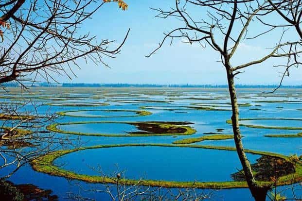 SheetalAheibam's tweet photo. Loktak Lake is one of the largest freshwater lakes in India as well as the largest lake in North East India. It is famous for the phumdis floating over it. The lake is located at Moirang in Manipur state, India.

#AchapterforNE #Northeastmatters https://t.co/MABEF1eZ27