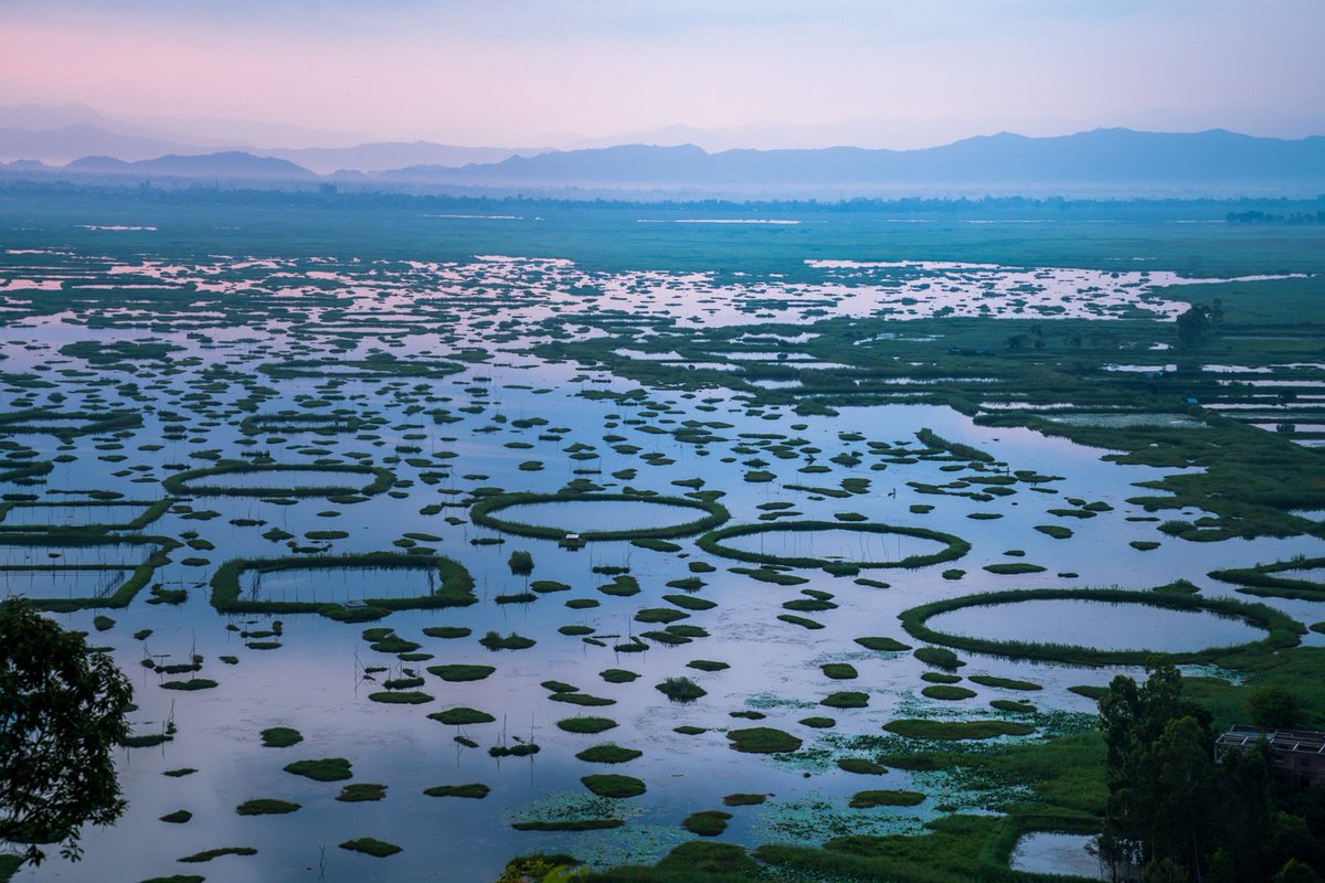SheetalAheibam's tweet photo. Loktak Lake is one of the largest freshwater lakes in India as well as the largest lake in North East India. It is famous for the phumdis floating over it. The lake is located at Moirang in Manipur state, India.

#AchapterforNE #Northeastmatters https://t.co/MABEF1eZ27