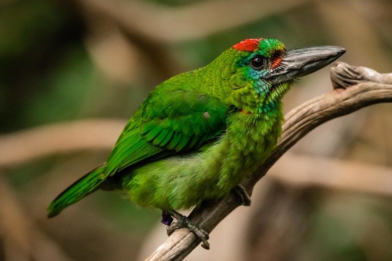 Minnesota Zoo tweet media