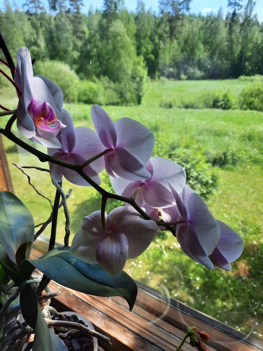 LiisaKuusela's tweet photo. Työpäivän paras hetki...🇫🇮
#kotikäynti päivätoiminnan ihanan asiakkaan luona. #Laulu #soitto ja #yhdessäolo virkisti sekä runsas #kukkaloisto🌺
#liikkuvapäivätoiminta
#Ikaalinen https://t.co/7e0wgV4kQE