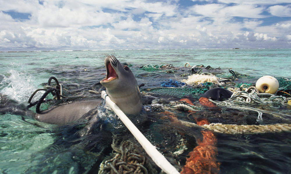 MatthBurkhalter's tweet photo. 💪 Great News @AdamRogers2030 
👇
Our #Oceans are haunted by #ghostnets: Why that's scary and what we can do via @World_Wildlife 
https://t.co/ZxFswXUnPq
#SDGs #LifeBelowWater #SaveTheOcean https://t.co/qxXP8TRuw2
