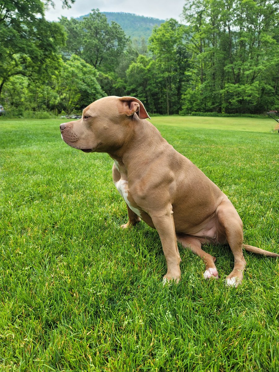 Michal_845's tweet photo. Enjoy the simple things in life.
Please #RETWEEET #RT
#Mydog #pitbull #pit #bull #bulldog #bully #MiniBully #BitcoinBully #Bitcoin #Btc #HODL #peacful #Summer #happy #cute #life #lifestyle #Goodtimes #profit #grind #workhardplayhard #FEG #ADA #pump #growth #NoPainNoGain https://t.co/p3UVKAw1EA