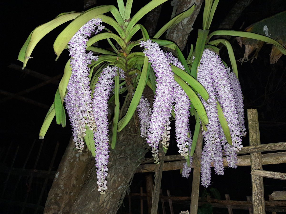 ShravanikaM's tweet photo. Assam's symbol
Fox tail Orchid
Rhynchostylis orchids.

#NortheastMatters #AchapterforNE https://t.co/qQccMhQk89