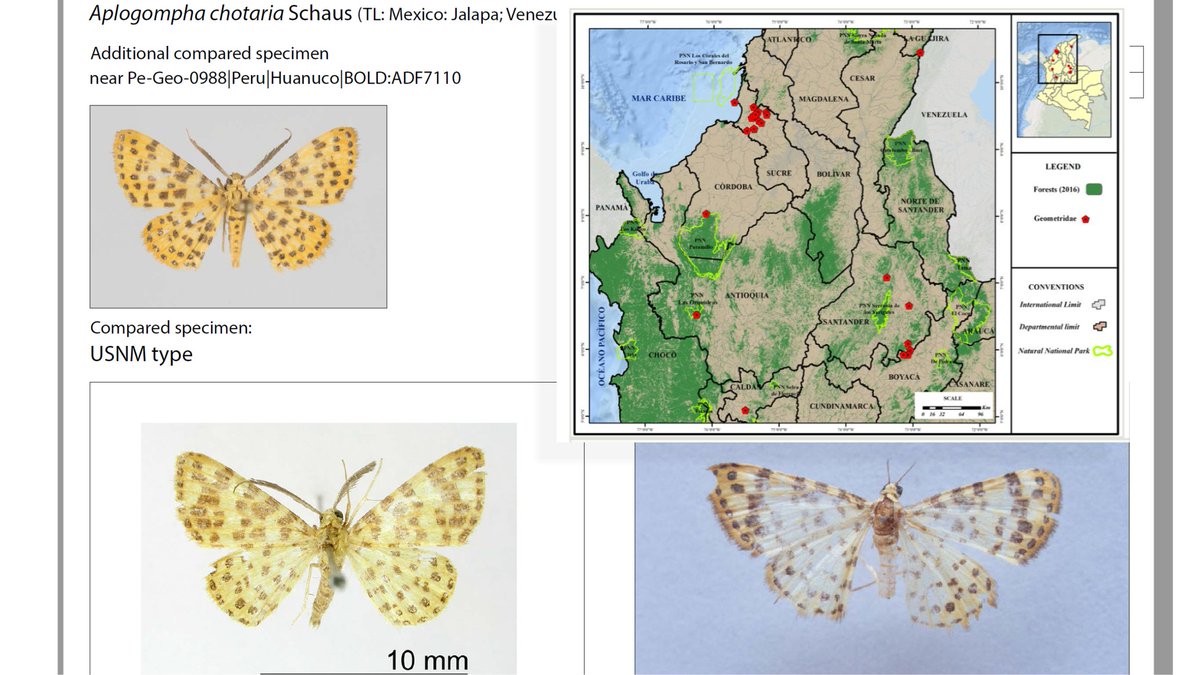 Pasi Sihvonen (@pasi_sihvonen) on Twitter photo Preprint🦋Biodiversity data release: DNA barcodes, nuclear genes, voucher photos and georeferenced records now available for Colombian geometrids by <a href="/leimurillo87/">Leidys Murillo-Ramos</a> <a href="/IndianaCristo/">@LepidopteraColombiana</a> <a href="/LepPhylo/">Niklas Wahlberg</a> <a href="/pasi_sihvonen/">Pasi Sihvonen</a> <a href="/luomus_zoology/">Luomus Zoology</a> <a href="/helsinkiuni/">University of Helsinki</a>
doi.org/10.3897/arphap… Preprint🦋Biodiversity data release: DNA barcodes, nuclear genes, voucher photos and georeferenced records now available for Colombian geometrids by <a href="/leimurillo87/">Leidys Murillo-Ramos</a> <a href="/IndianaCristo/">@LepidopteraColombiana</a> <a href="/LepPhylo/">Niklas Wahlberg</a> <a href="/pasi_sihvonen/">Pasi Sihvonen</a> <a href="/luomus_zoology/">Luomus Zoology</a> <a href="/helsinkiuni/">University of Helsinki</a>
doi.org/10.3897/arphap…