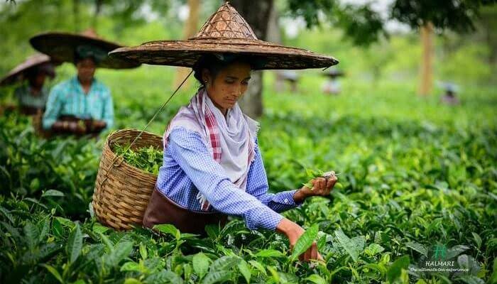 _dixeetamudiar_'s tweet photo. Enjoying your evening's cup of tea yet don't know where it was grown? 
Assam is the largest tea producing state in India. But you didn't know right? 
#NortheastMatters #AchapterforNE https://t.co/VK3zZ9EKBb
