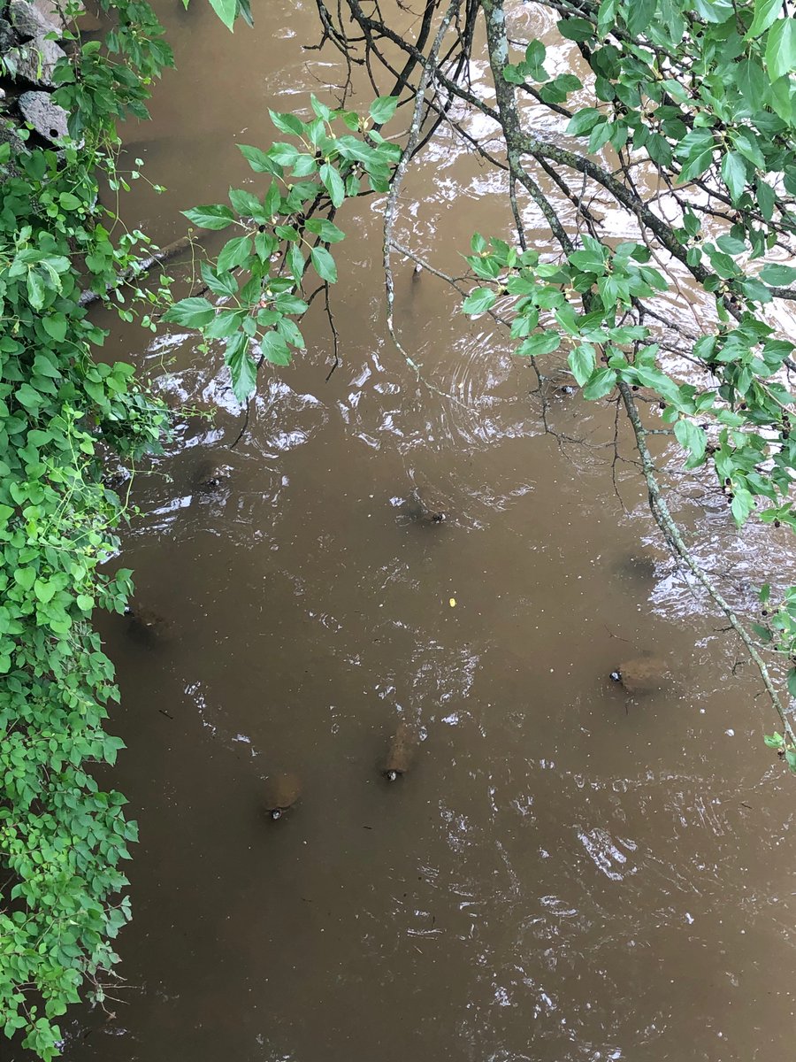 Andrew Overton tweet media