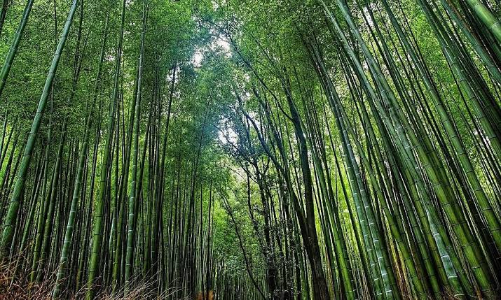 TulshiTiwari1's tweet photo. Can anyone tell me how many types of bamboo species are there in northeast region of the counrty !
#AchapterforNE 
#NortheastMatters https://t.co/WHuH0Z1CSE