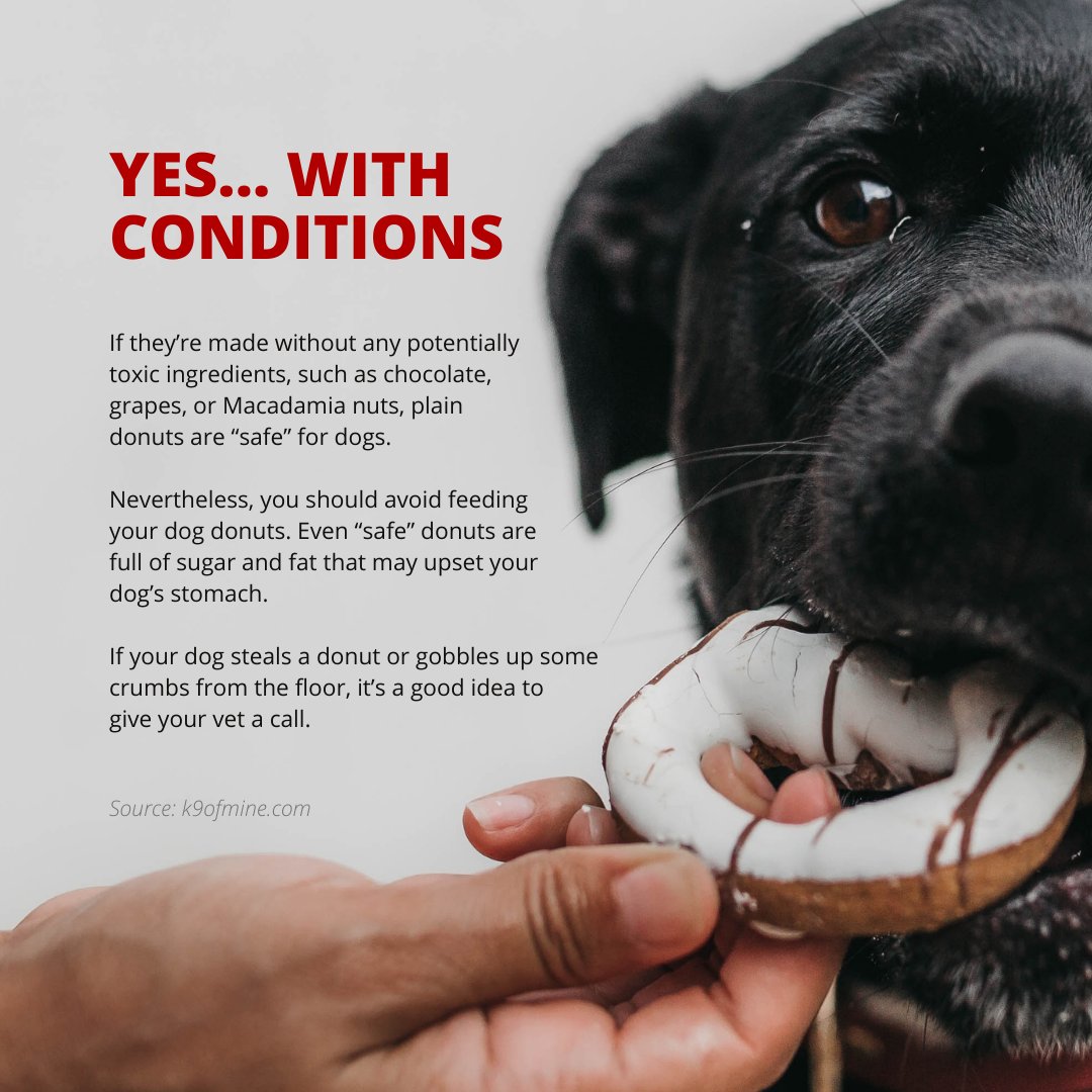 are donuts safe for dogs