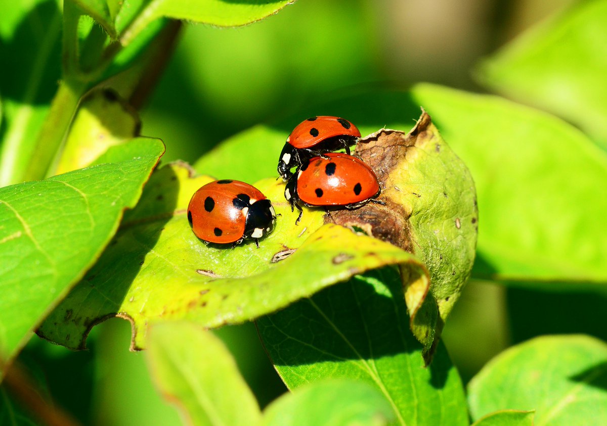 Duurzaamheidscafe024 (@dzcafe024) on Twitter photo Is er tegenwoordig meer biodiversiteit Ăn de stad dan daarbuiten? Kom naar het cafĂ© 'Geen biodiversi-tijd te verliezen' van <a href="/HortusNijmegen/">Hortus Nijmegen</a> en <a href="/DZcafe024/">Duurzaamheidscafe024</a> op donderdagavond 24 juni en je hoort het.
Hier vind je meer info en kun je kaartjes reserveren: duurzaamheidscafenijmegen.nl/events/hortusc… Is er tegenwoordig meer biodiversiteit Ăn de stad dan daarbuiten? Kom naar het cafĂ© 'Geen biodiversi-tijd te verliezen' van <a href="/HortusNijmegen/">Hortus Nijmegen</a> en <a href="/DZcafe024/">Duurzaamheidscafe024</a> op donderdagavond 24 juni en je hoort het.
Hier vind je meer info en kun je kaartjes reserveren: duurzaamheidscafenijmegen.nl/events/hortusc…