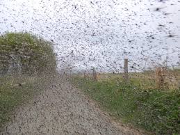RussDalgleish's tweet photo. Scotland's least favourite pet, THE MIDGE, has arrived. What is your best tip to deal with this miniature monster #Scotland #ScotlandIsNow #Travel #travelling #tourism #tourist #monster #PAIN https://t.co/OJa86XUz6M