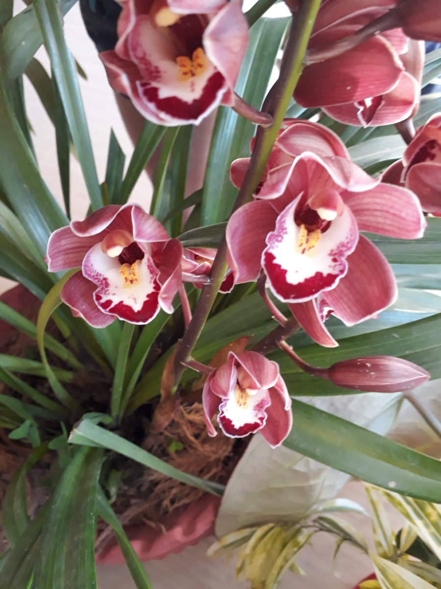 ShravanikaM's tweet photo. Cymbidium Orchids

#orchidsofNE

#NortheastMatters #AchapterforNE https://t.co/4Z1TLZYDL8