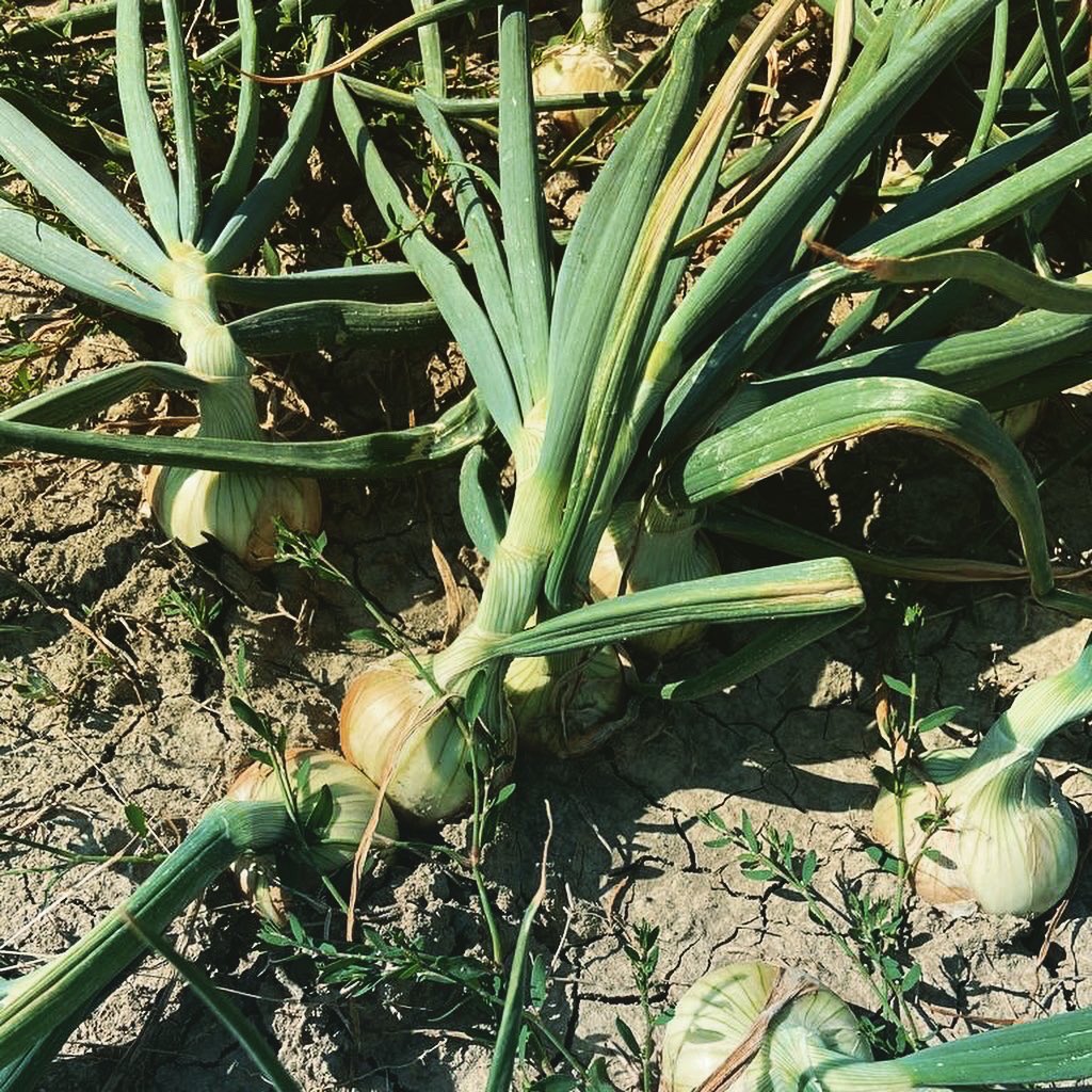 CompoExpert's tweet image. L’applicazione di Basfoliar Aktiv e Basfoliar Amino Cu su #cipolla garantisce uniformità di pezzatura e un’ottima conservabilità. #agricoltura #noisiamoagricoltura #coltivazione #concimi #concimazione #concime #fertilizzanti #fertilizzante #fertilizzazione #basfoliar