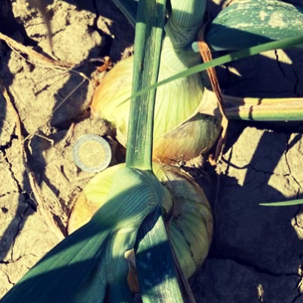 CompoExpert's tweet image. L’applicazione di Basfoliar Aktiv e Basfoliar Amino Cu su #cipolla garantisce uniformità di pezzatura e un’ottima conservabilità. #agricoltura #noisiamoagricoltura #coltivazione #concimi #concimazione #concime #fertilizzanti #fertilizzante #fertilizzazione #basfoliar