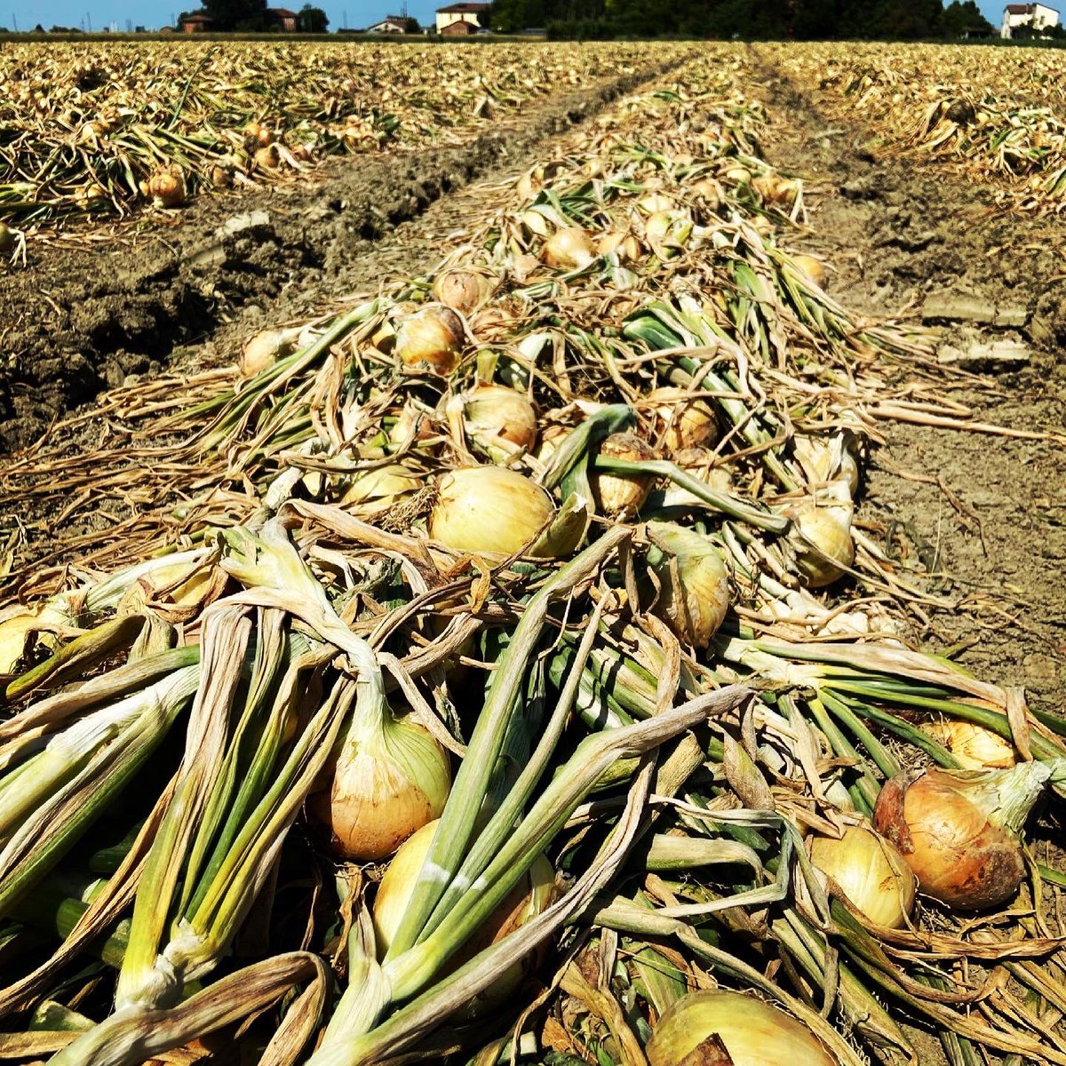 CompoExpert's tweet image. L’applicazione di Basfoliar Aktiv e Basfoliar Amino Cu su #cipolla garantisce uniformità di pezzatura e un’ottima conservabilità. #agricoltura #noisiamoagricoltura #coltivazione #concimi #concimazione #concime #fertilizzanti #fertilizzante #fertilizzazione #basfoliar