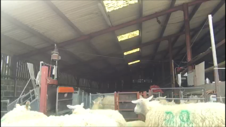 lleynsheep's tweet photo. It's finally here - Our 'Walk About with the Wernoog Flock' series.  A virtual farm tour giving a weekly video update. https://t.co/zJZ1DLmLF4 @TomErnie93  @natsheep  @NFUtweets  @FarmersGuardian @FarmersWeekly @NFYFC   #commercialsheep #sheepfarmer #youngfarmer #workingsheep https://t.co/5BjTXSw4JV