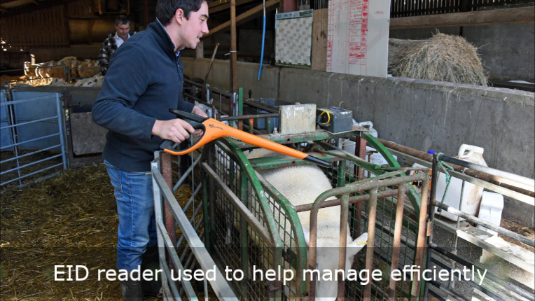 lleynsheep's tweet photo. It's finally here - Our 'Walk About with the Wernoog Flock' series.  A virtual farm tour giving a weekly video update. https://t.co/zJZ1DLmLF4 @TomErnie93  @natsheep  @NFUtweets  @FarmersGuardian @FarmersWeekly @NFYFC   #commercialsheep #sheepfarmer #youngfarmer #workingsheep https://t.co/5BjTXSw4JV