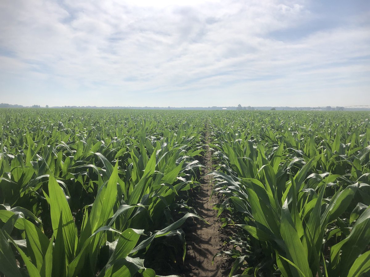 Eddie Lomax tweet media