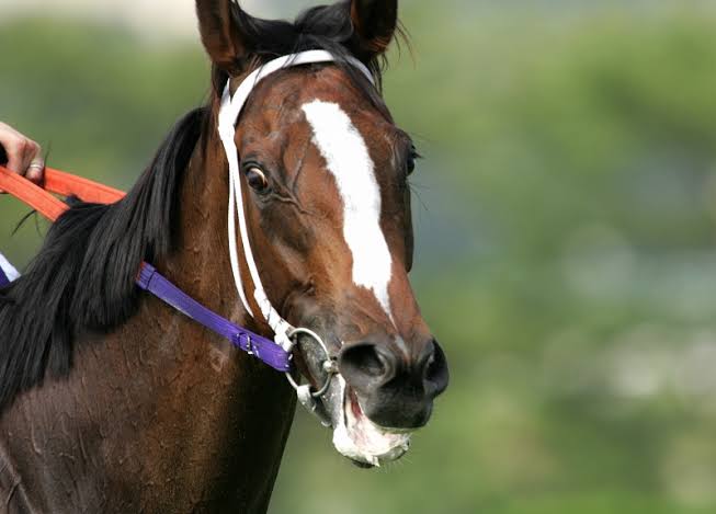 競馬 池添さんのエピソードを見てると馬からしたら騎手は苦手なものに入るのかな ウマ娘攻略まとめ速報