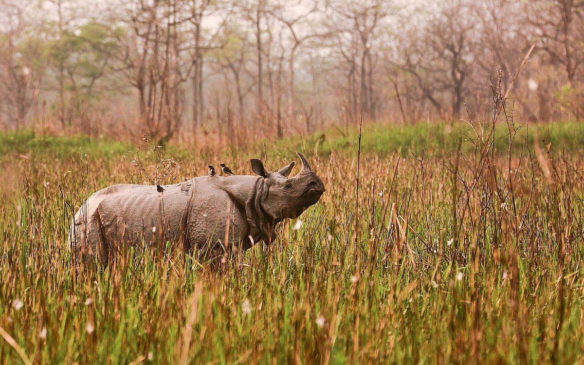 CarolinaNorbu's tweet photo. 52% tea production of the country (1/6th of the world) , famous for one horned Rhino across the globe is ASSAM, our beloved heart of Northeast India.

#NortheastIndia #NortheastMatters 
#AchapterforNE  #educateIndia #eradicateRacism @ncert @DrRPNishank @PMOIndia @narendramodi https://t.co/pg6Uc5Biru