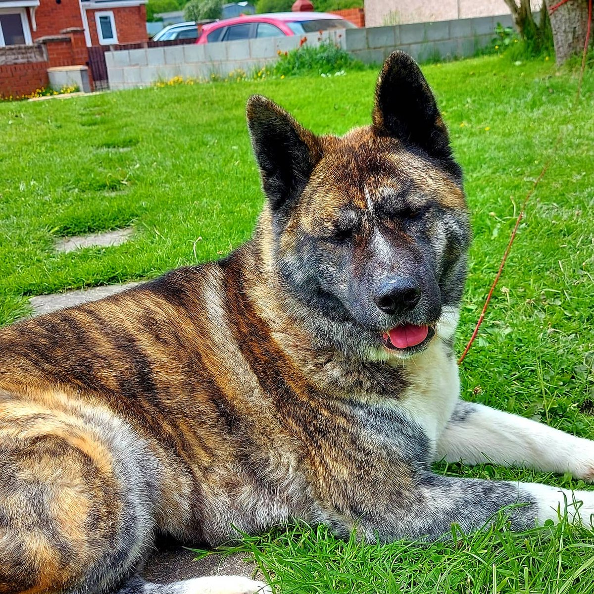 HecateBassBeast's tweet photo. #bearhead #welshakita #brindle #akita https://t.co/XflQS60N13