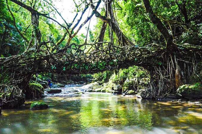 CarolinaNorbu's tweet photo. Living Root Bridge in Mawlynnong, Meghalaya is internationally famous tourist attraction which is also the Cleanest village in Asia where the water is crystal clear.
#NortheastMatters #AchapterforNE https://t.co/5QW6EEooRl