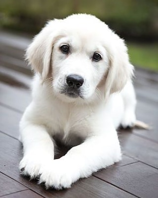 Mrgoldenr1's tweet photo. So cute baby❤️
#doggy #dogs #dogsoftwitter #DogeLaserEyes #DoggyGold https://t.co/PXa6QA7q9i