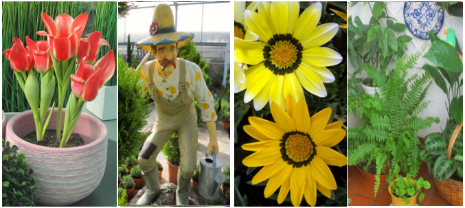 Plantas y flores tweet media