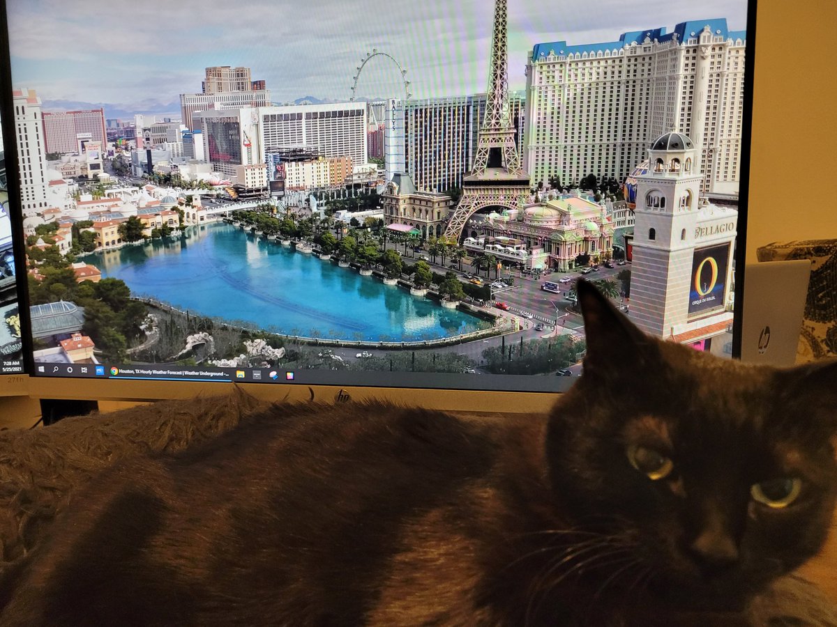 PussycatNaughty's tweet photo. Pinot has absconded with my plane once more. She sent this pic. Can anyone tell me, #WhereIsPinot?
#FridayFlight #TheAviators #CatsOfTwitter #CatLife #SuperSeniorCatsClub #Cats https://t.co/J3nsHG1tIC
