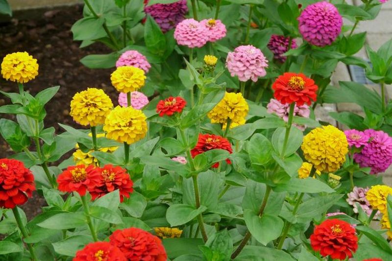 KroonHollands's tweet image. Nu op Hollands Kroon Actueel: "WatZr-campagne van start met verspreiding van duizenden bloemzaadjes in regio Noord-Holland" |  #bloemzaadjes #duizenden #hollandskroon #noordholland #start #verspreiding #watzrcampagne

hollandskroonactueel.nl/2021/06/04/wat…