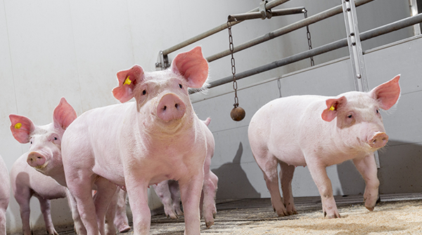 TrouwNutr_CA's tweet photo. The effects of heat stress on animals results in decreased production, performance, and increased mortality. Ask your Trouw Nutrition Swine Feeding Specialist how you can support your animals through the hot summer months. https://t.co/gWCvrvzGXf 
#trouwswine #realpigfarming https://t.co/YkBTceOv0b