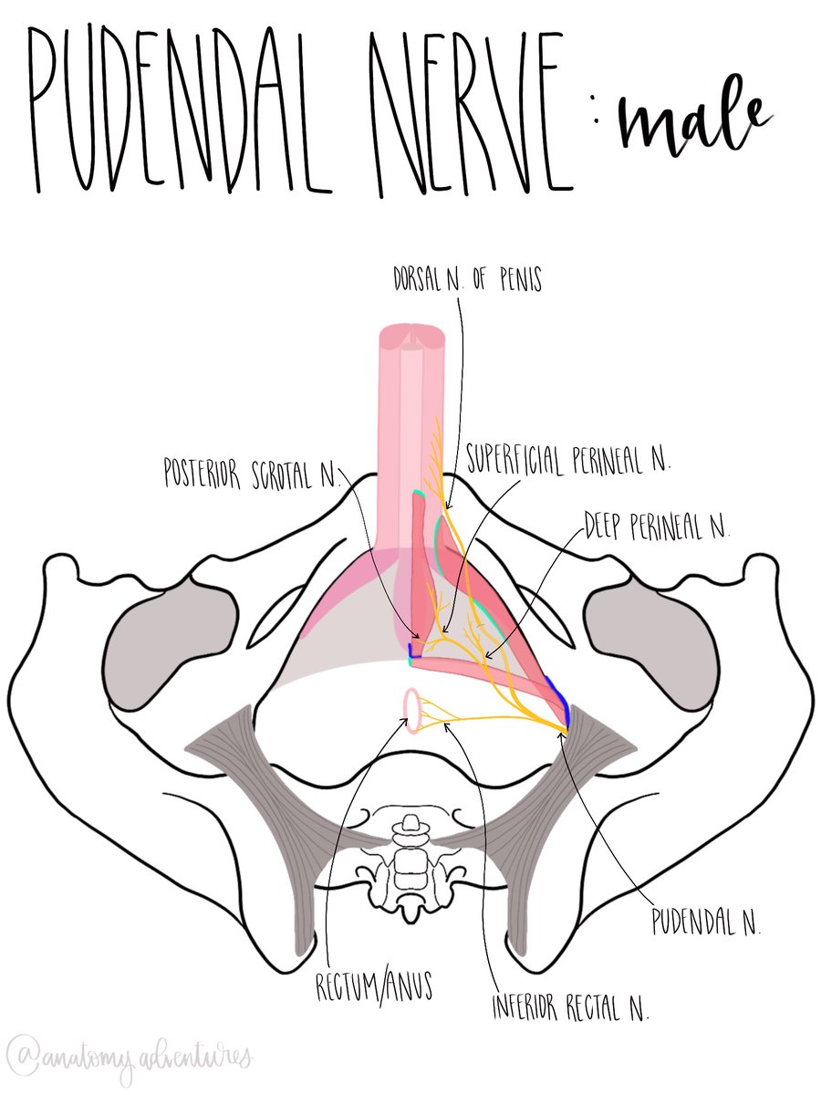 rodsquadpod's tweet photo. Male Pudendal Nerve drawn by my school’s anatomy fellow @anat_adventures Follow her IG:@anatomyadventures! #uroanatomy #urology #anatomy #anatomyart #anatomystudy #drawing #sketch #art #humananatomy https://t.co/4uXcKPDpLc