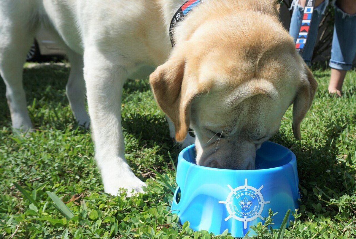 SeaBaseHA's tweet photo. The goodest dog deserves the goodest bowl
https://t.co/fCHgU44CsG
#bsaseabase #shipstore #dogs https://t.co/OcbMkSVGxF
