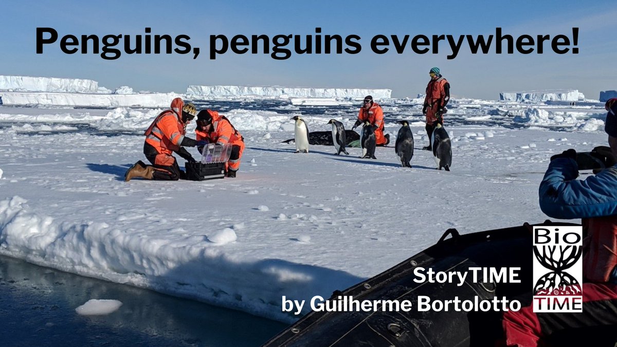 BioTIME (@biotimedb) on Twitter photo 🐧Ready for a penguin story?! 🐧
This week, @BortolottoGui tells us about how they always seem to find a way to cross his path. 🇧🇷🧊
Read the story here 👉 biotime.st-andrews.ac.uk/storytimeStori…
📷: Joee Patterson
Featuring: <a href="/_SMRU_/">SMRU (now posting at Bluesky)</a> <a href="/ThwaitesGlacier/">Thwaites Glacier</a> <a href="/R3animal/">R3 Animal</a>
#fieldwork #ecology #Arctic 🐧Ready for a penguin story?! 🐧
This week, @BortolottoGui tells us about how they always seem to find a way to cross his path. 🇧🇷🧊
Read the story here 👉 biotime.st-andrews.ac.uk/storytimeStori…
📷: Joee Patterson
Featuring: <a href="/_SMRU_/">SMRU (now posting at Bluesky)</a> <a href="/ThwaitesGlacier/">Thwaites Glacier</a> <a href="/R3animal/">R3 Animal</a>
#fieldwork #ecology #Arctic