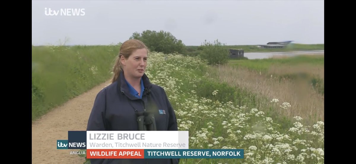 Today was the launch of #OpSeabird to encourage everyone to behave responsibly around our incredible wildlife including seals, little terns & ringed plovers. 
You can find out more via this news link itv.com/news/anglia/20…