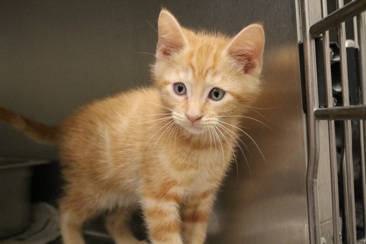 kshumanesociety's tweet photo. We need your help by adopting and spreading the word about our many available animals. We're VERY tight on space and have many abandoned animals that still need our help, but we're running out of room.

Chimchar 47751291
Adobe 47861269
Beth 47723950
Oscar 47880999 https://t.co/i475pFjSHI