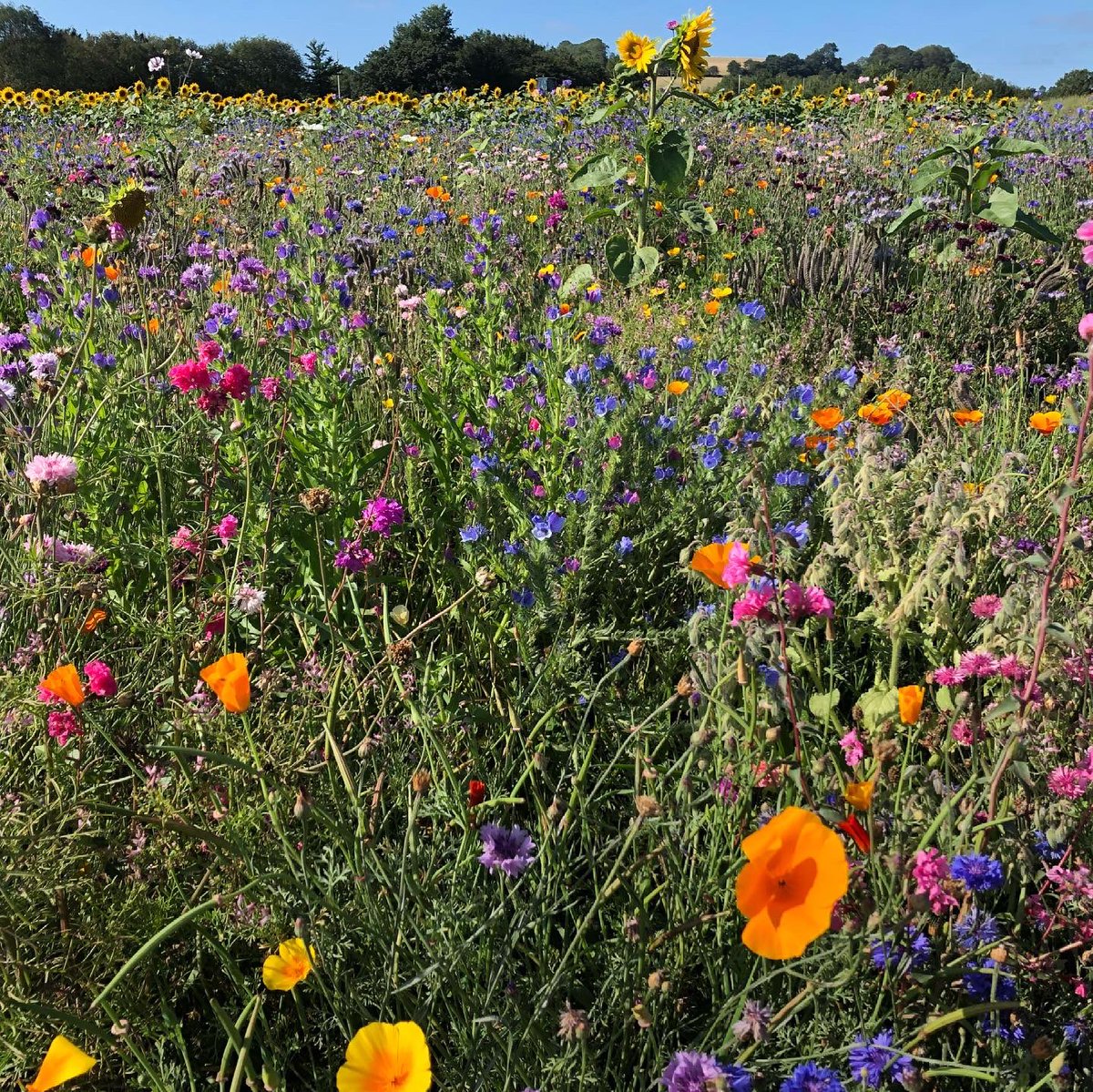 Highbullen's tweet photo. Happy Devon Day! There’s so much to see &amp; do when you stay with us. From magical woodlands, beautiful beaches, coastal walks, stunning views of Dartmoor &amp; Exmoor to fields of wild flowers &amp; much more. To book call us on 01769 540461. 
#visitdevon #DevonDay #devonhotel #hotelstay https://t.co/ExAmBH4zut