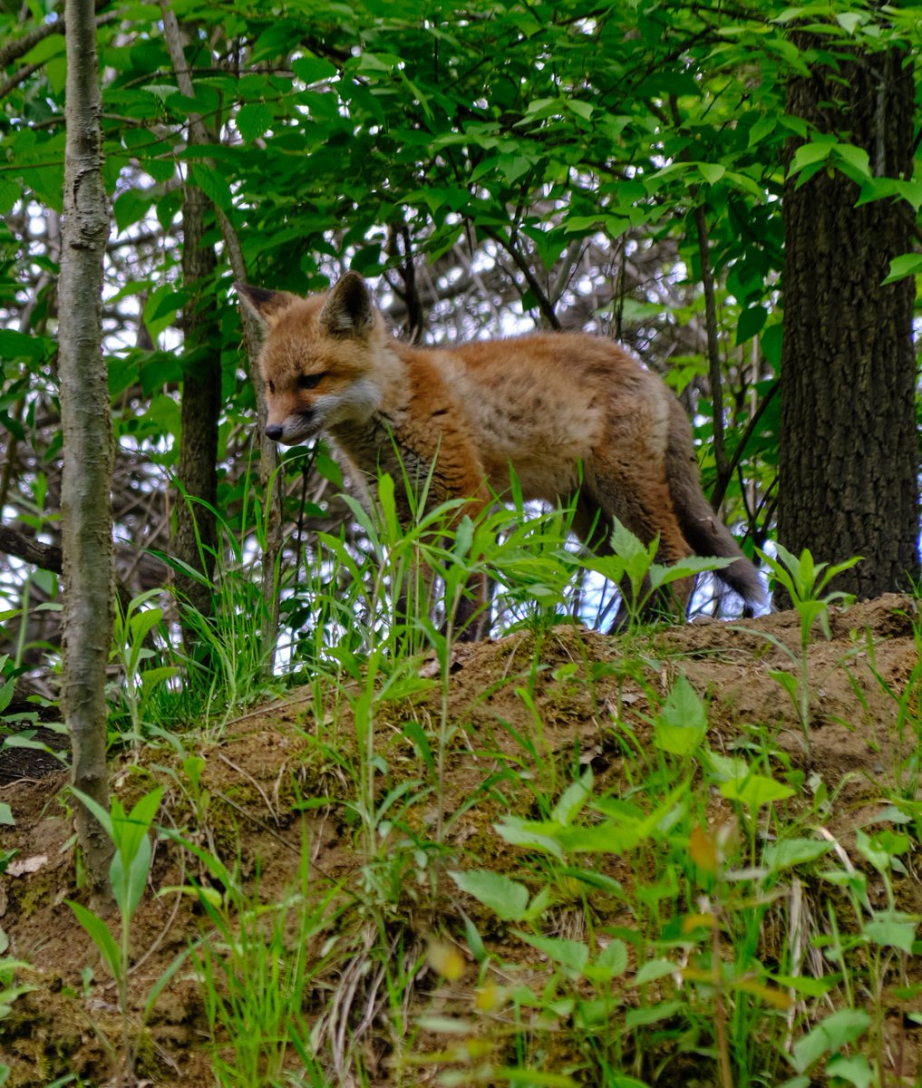 Young fox on a local rail trail. #photography #LehighValley #Pennsylvania  #fujifilm_xseries #outdoorphotography #wildlifephotography #naturephotograpahy