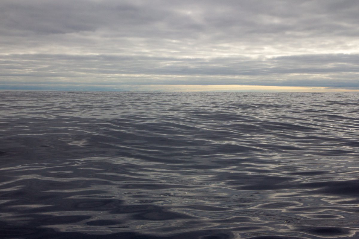 PelagicLabQUB's tweet photo. Scientists, including @SylviaEarle, @DivaAmon, @pgirguis, @RebeccaRHelm &amp; myself are calling on global leaders to protect #HighSeas biodiversity. Find out more in our open letter from @ScienceMagazine 3⃣key messages in the🧵below https://t.co/gun8DC7L1e https://t.co/kFRXYxb6mq